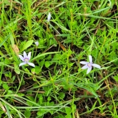 Isotoma fluviatilis subsp. australis at Bruce Ridge to Gossan Hill - 14 Dec 2023