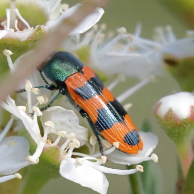 Castiarina crenata (Jewel beetle) at Black Mountain - 13 Dec 2023 by ConBoekel