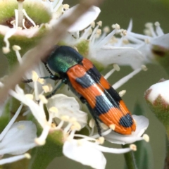 Castiarina crenata at Black Mountain - 13 Dec 2023