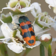 Castiarina crenata at Black Mountain - 13 Dec 2023