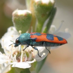 Castiarina hilaris (A jewel beetle) at Canberra Central, ACT - 13 Dec 2023 by ConBoekel