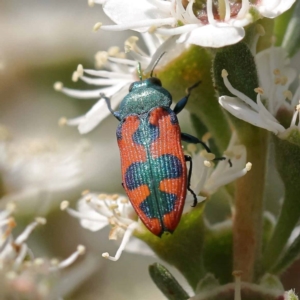 Castiarina hilaris at Canberra Central, ACT - 13 Dec 2023 09:42 AM