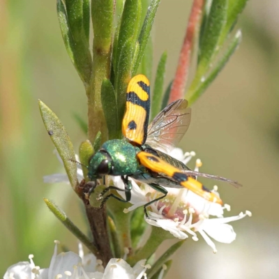 Castiarina scalaris (Scalaris jewel beetle) at Black Mountain - 13 Dec 2023 by ConBoekel