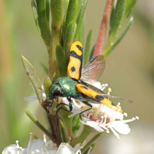 Castiarina scalaris at Black Mountain - 13 Dec 2023