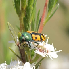 Castiarina scalaris at Black Mountain - 13 Dec 2023