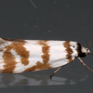 Philobota impletella Group at Ainslie, ACT - 12 Dec 2023