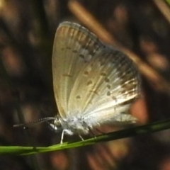 Zizina otis (Common Grass-Blue) at Tidbinbilla Nature Reserve - 13 Dec 2023 by JohnBundock
