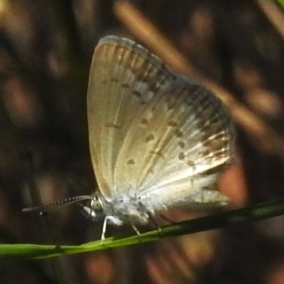 Zizina otis (Common Grass-Blue) at Tidbinbilla Nature Reserve - 13 Dec 2023 by JohnBundock