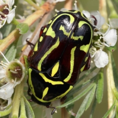 Eupoecila australasiae (Fiddler Beetle) at Black Mountain - 13 Dec 2023 by ConBoekel