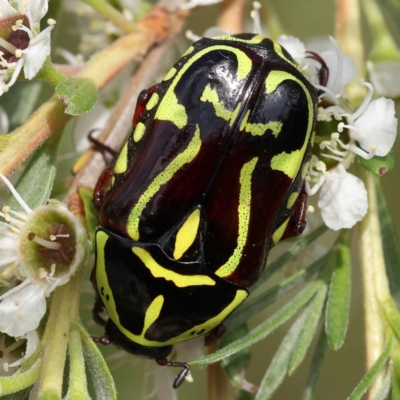 Eupoecila australasiae (Fiddler Beetle) at Canberra Central, ACT - 12 Dec 2023 by ConBoekel