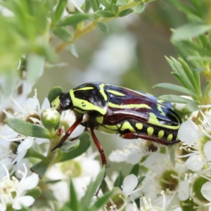 Eupoecila australasiae at Black Mountain - 13 Dec 2023