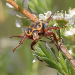 Neorrhina punctata (Spotted flower chafer) at Canberra Central, ACT - 12 Dec 2023 by ConBoekel