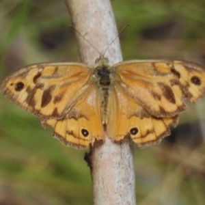 Heteronympha merope at Tidbinbilla Nature Reserve - 13 Dec 2023