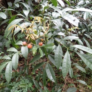 Synoum glandulosum subsp. glandulosum at Murramarang National Park - 10 Dec 2023