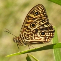 Geitoneura acantha (Ringed Xenica) at Tidbinbilla Nature Reserve - 13 Dec 2023 by JohnBundock