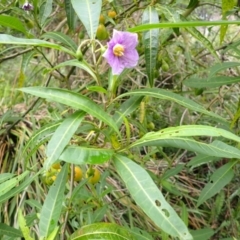 Solanum aviculare (Kangaroo Apple) at Murramarang National Park - 10 Dec 2023 by plants