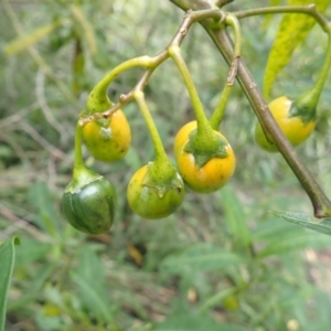 Solanum aviculare at Murramarang National Park - 10 Dec 2023