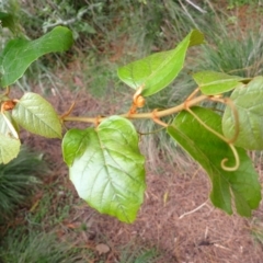 Cissus antarctica (Water Vine, Kangaroo Vine) at Benandarah, NSW - 10 Dec 2023 by plants