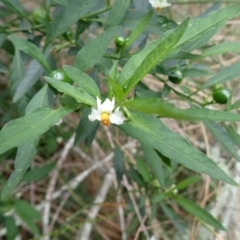 Solanum pseudocapsicum (Jerusalem Cherry, Madeira Cherry) at Murramarang National Park - 10 Dec 2023 by plants
