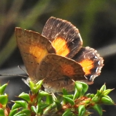 Paralucia aurifera (Bright Copper) at Paddys River, ACT - 13 Dec 2023 by JohnBundock