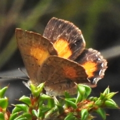 Paralucia aurifera (Bright Copper) at Paddys River, ACT - 13 Dec 2023 by JohnBundock