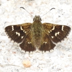 Pasma tasmanica (Two-spotted Grass-skipper) at Tidbinbilla Nature Reserve - 13 Dec 2023 by JohnBundock