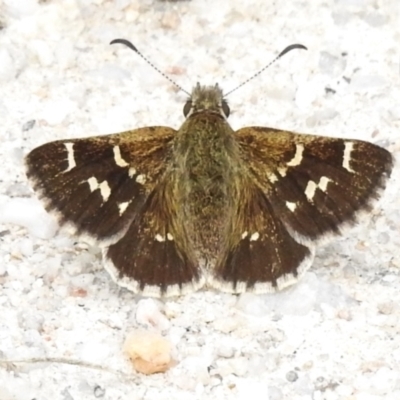 Pasma tasmanica (Two-spotted Grass-skipper) at Tidbinbilla Nature Reserve - 13 Dec 2023 by JohnBundock