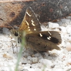 Pasma tasmanica at Tidbinbilla Nature Reserve - 13 Dec 2023