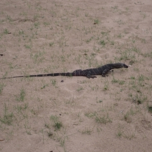 Varanus varius at Murramarang National Park - 11 Dec 2023