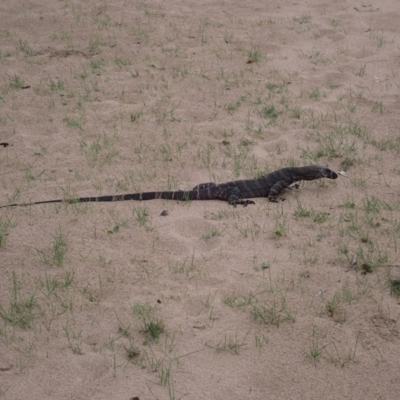 Varanus varius (Lace Monitor) at South Durras, NSW - 11 Dec 2023 by plants