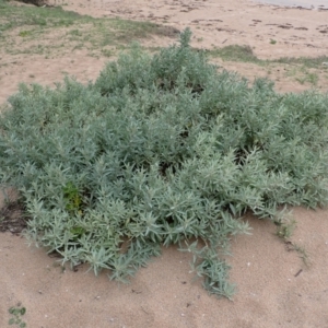 Atriplex cinerea at Murramarang National Park - 11 Dec 2023 03:00 PM
