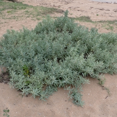 Atriplex cinerea (Grey Saltbush) at Murramarang National Park - 11 Dec 2023 by plants