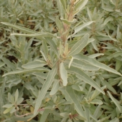 Atriplex cinerea at Murramarang National Park - 11 Dec 2023