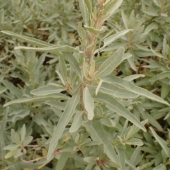 Atriplex cinerea at Murramarang National Park - 11 Dec 2023 03:00 PM