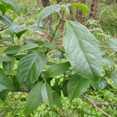 Clerodendrum tomentosum (Hairy Clerodendrum) at Murramarang National Park - 11 Dec 2023 by plants