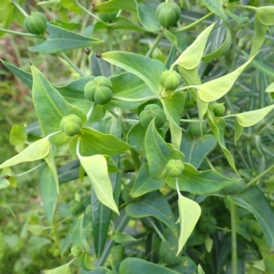 Euphorbia lathyris (Caper Spurge) at South Durras, NSW - 11 Dec 2023 by plants