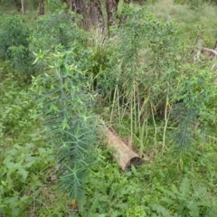 Euphorbia lathyris at Murramarang National Park - 11 Dec 2023