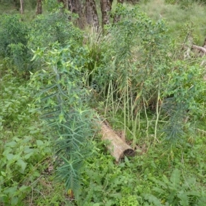 Euphorbia lathyris at Murramarang National Park - 11 Dec 2023 02:37 PM
