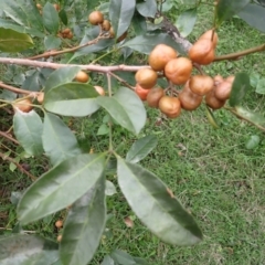 Synoum glandulosum subsp. glandulosum (Scentless Rosewood) at Murramarang National Park - 11 Dec 2023 by plants