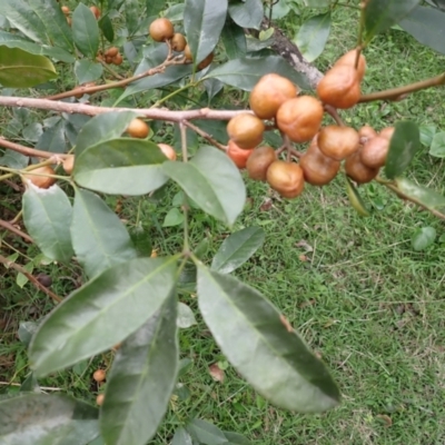 Synoum glandulosum subsp. glandulosum (Scentless Rosewood) at Murramarang National Park - 11 Dec 2023 by plants