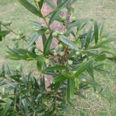 Santalum obtusifolium (Coastal Sandalwood) at South Durras, NSW - 11 Dec 2023 by plants