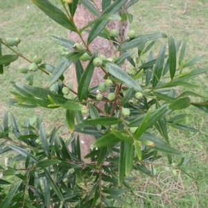 Santalum obtusifolium at Murramarang National Park - 11 Dec 2023 03:37 PM