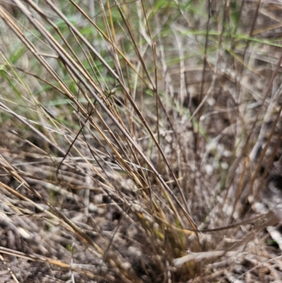 Eragrostis curvula (African Lovegrass) at Farrer, ACT - 14 Dec 2023 by AaronClausen