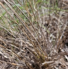 Eragrostis curvula (African Lovegrass) at Farrer, ACT - 14 Dec 2023 by AaronClausen
