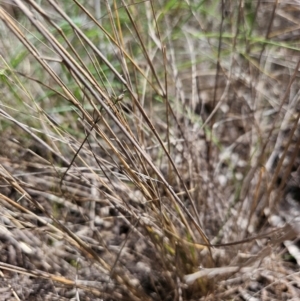 Eragrostis curvula at Farrer Ridge - 14 Dec 2023