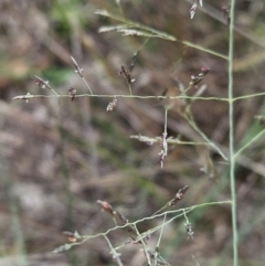 Eragrostis curvula at Farrer Ridge - 14 Dec 2023