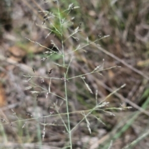 Eragrostis curvula at Farrer Ridge - 14 Dec 2023