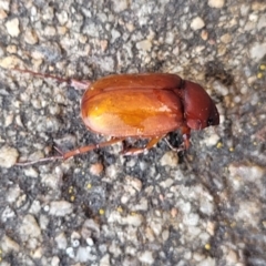 Melolonthinae sp. (subfamily) (Cockchafer) at Lyneham, ACT - 14 Dec 2023 by trevorpreston