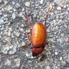 Melolonthinae sp. (subfamily) at Sullivans Creek, Lyneham South - 14 Dec 2023