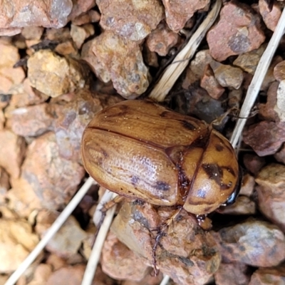 Cyclocephala signaticollis (Argentinian scarab) at Lyneham, ACT - 14 Dec 2023 by trevorpreston